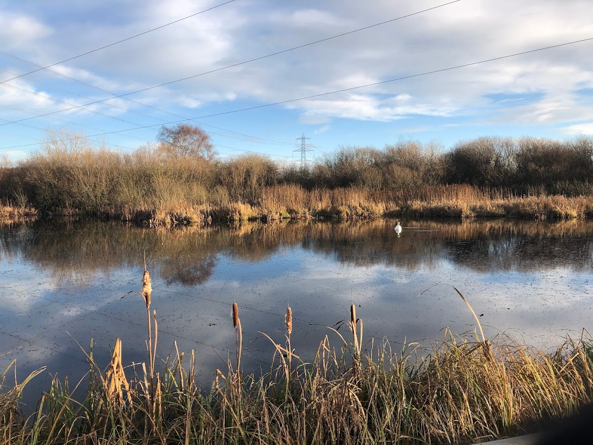 RSPB Fairburn Ings