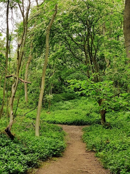 Hetchell Wood Nature Reserve