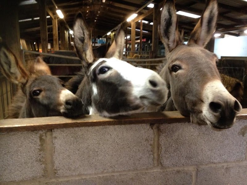 Smithills Open Farm