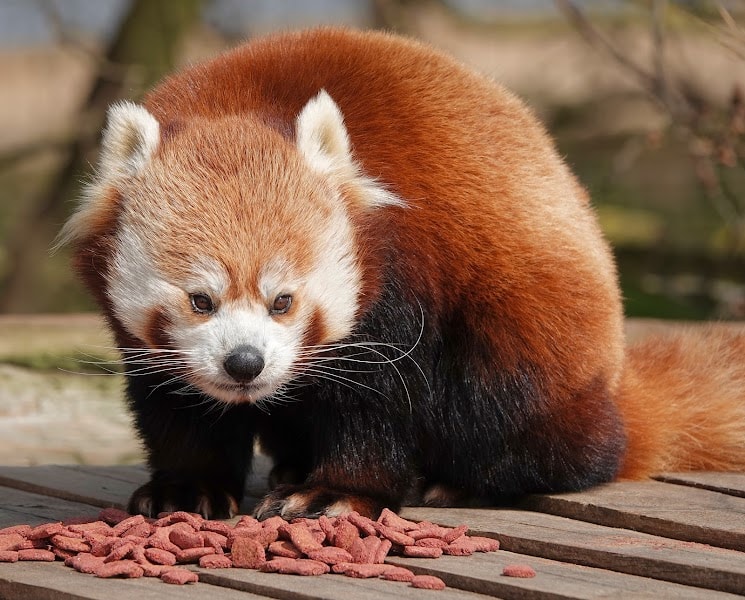 Yorkshire Wildlife Park