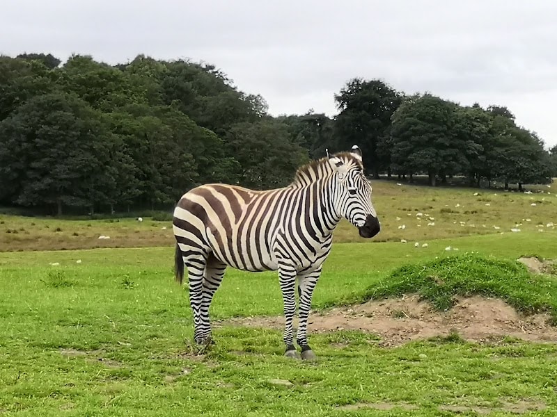 Knowsley Safari
