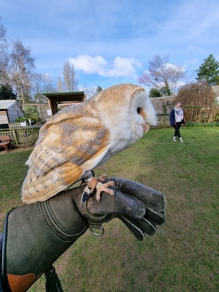 The Falconry Centre