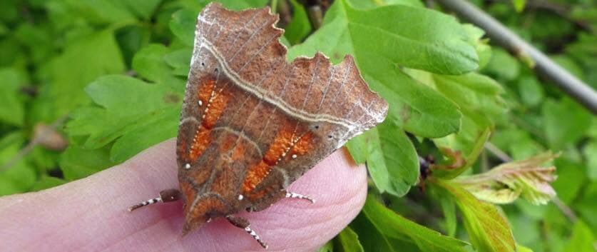 Amazing Moths! Moth Trap Opening