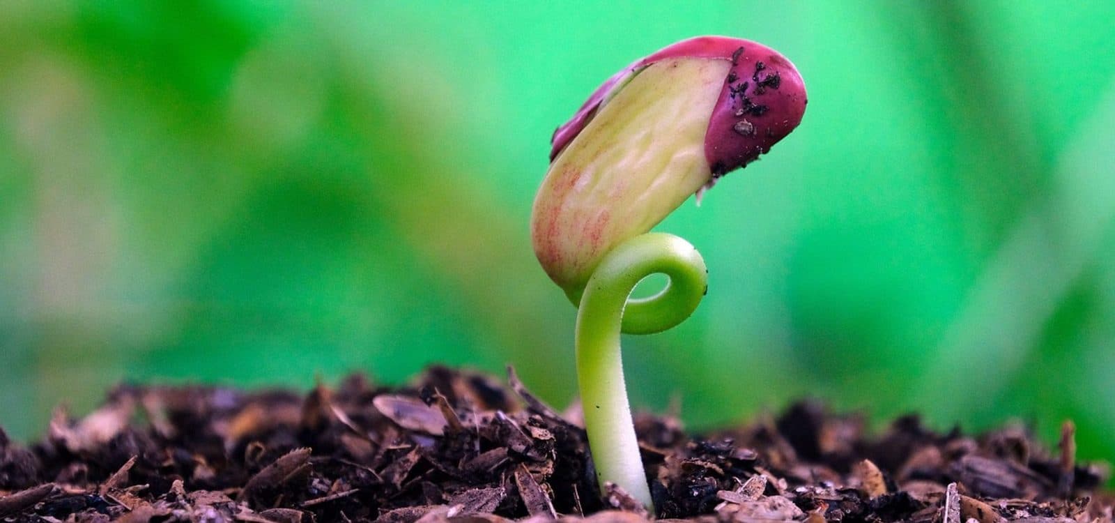 Bean Planting