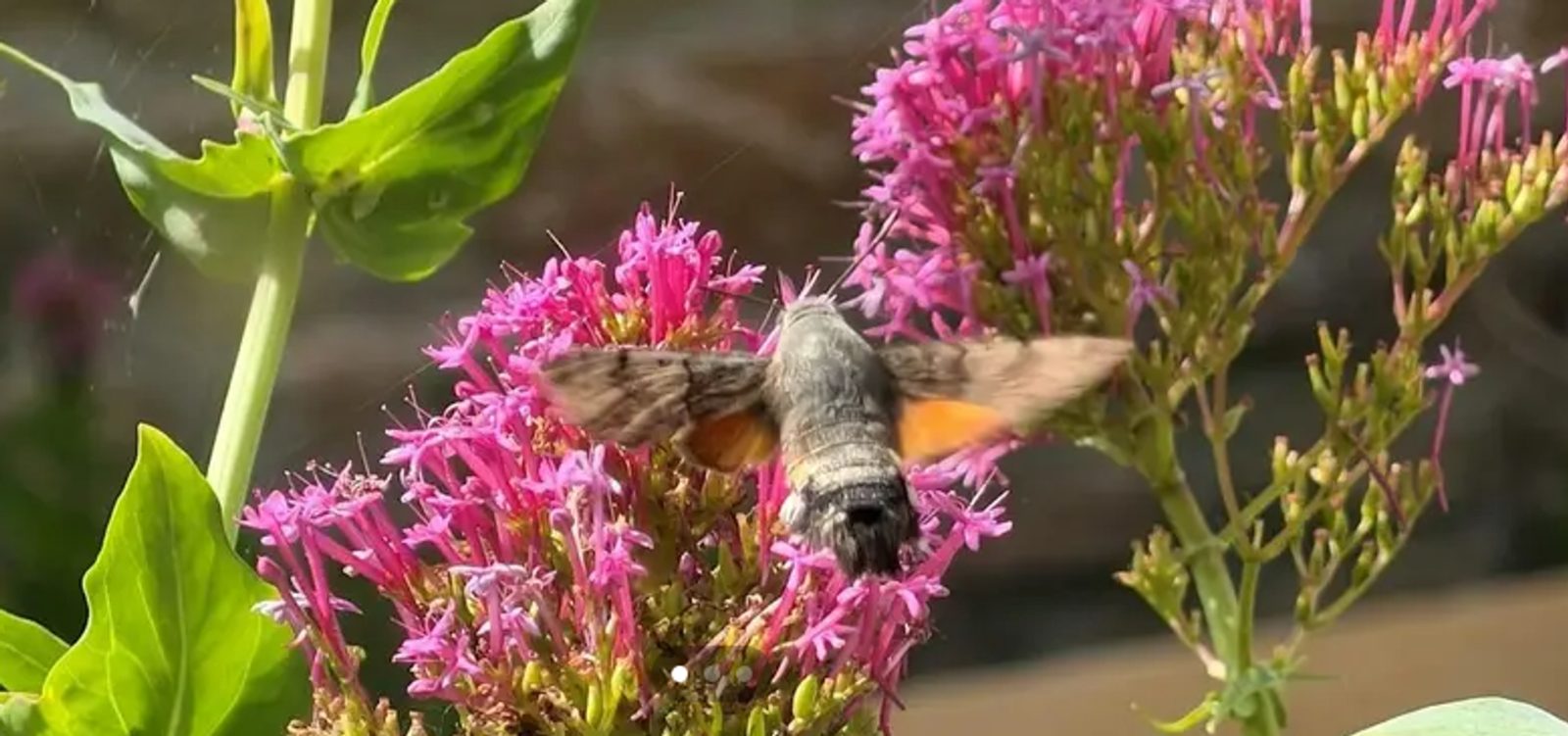 Moth Morning