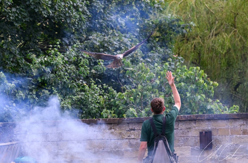 Thirsk Birds of Prey Centre