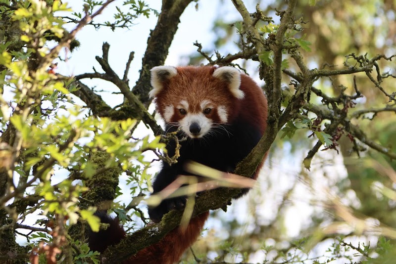 Peak Wildlife Park