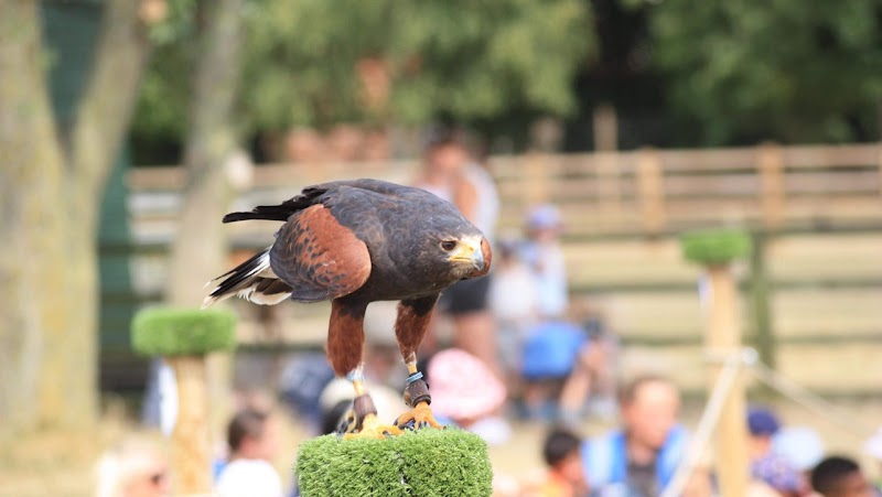 Go Active Falconry