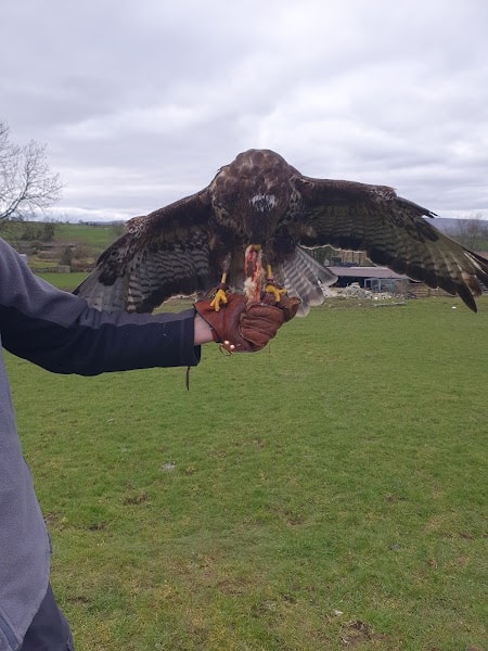 Settle Falconry