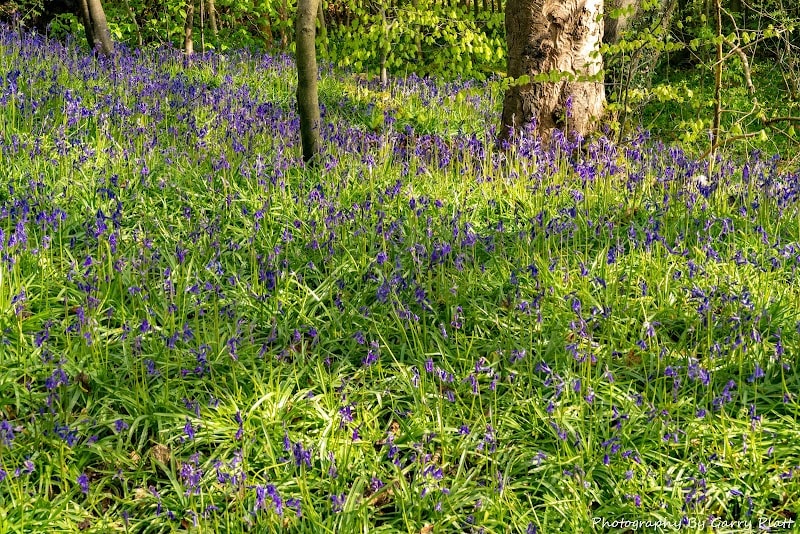 Bluebell Wood Nature Reserve