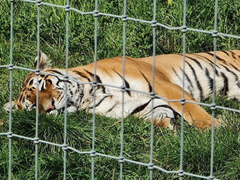 Lincoln Zoo
